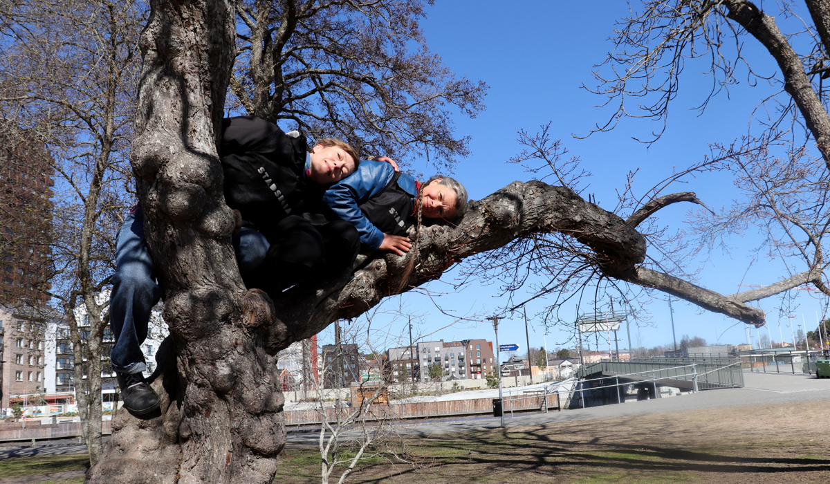 Två personer ligger på en gren uppe i ett träd i en stadsmiljö.