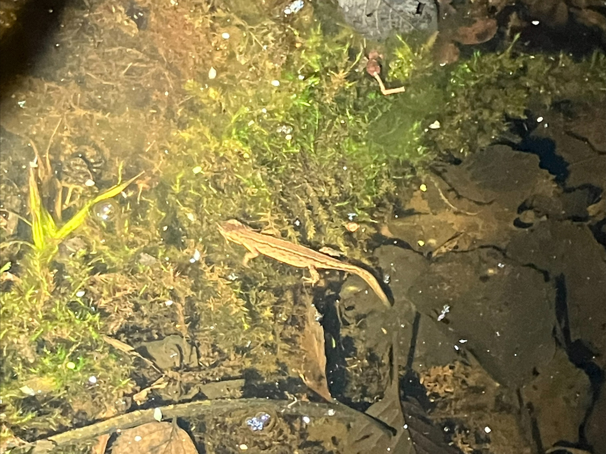 Mindre vattensalamander i våtmark.