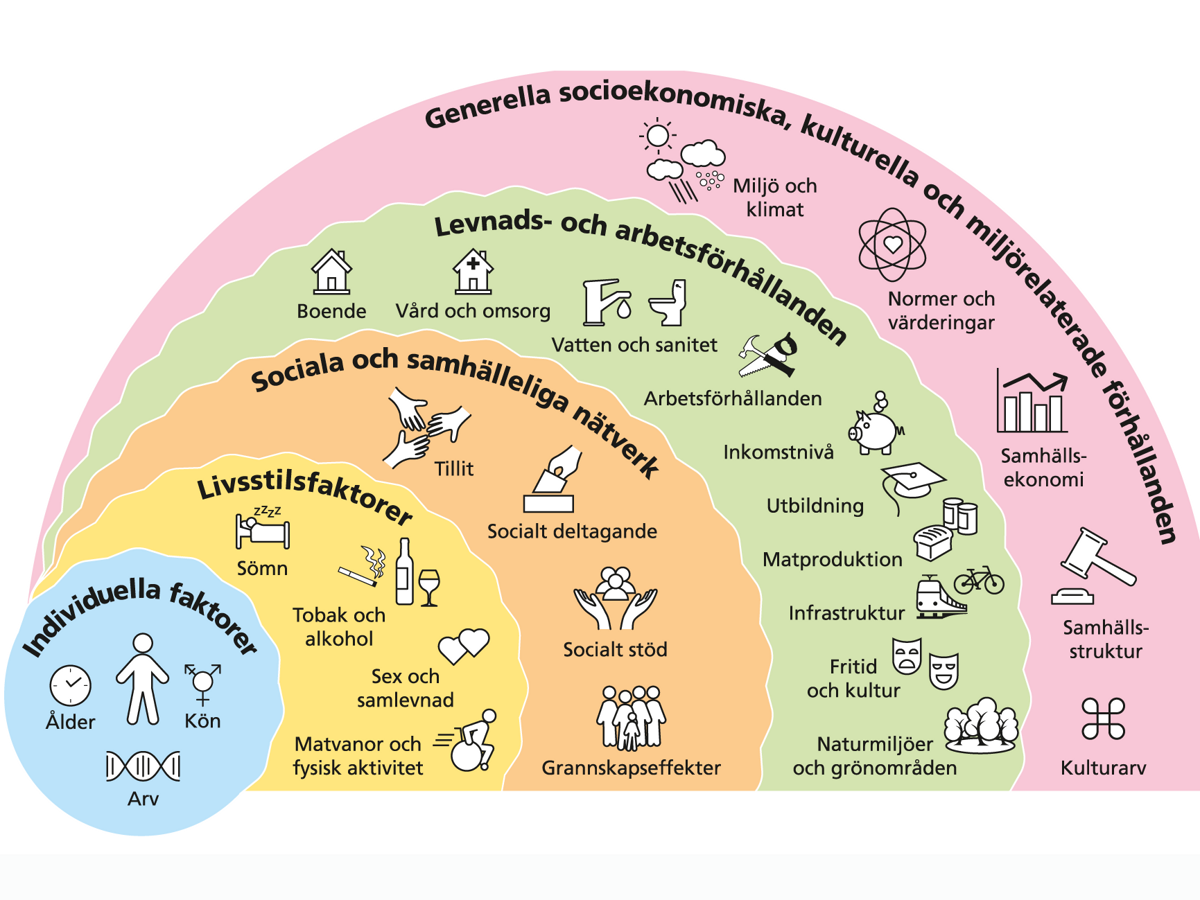 Hälsans bestämningsfaktorer och hur de förhåller sig till varandra visas tydligt i Whiteheads och Dahlgrens 