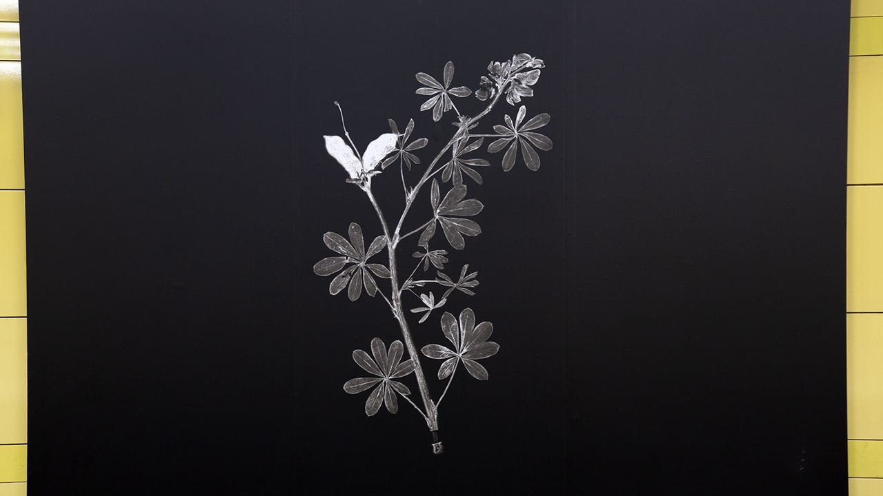 svart-vitt foto av torkad växt