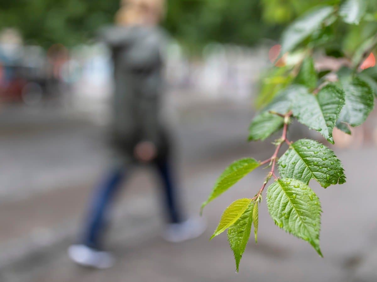 I förgrunden syns gröna blad och i en suddig bakgrund syns en person