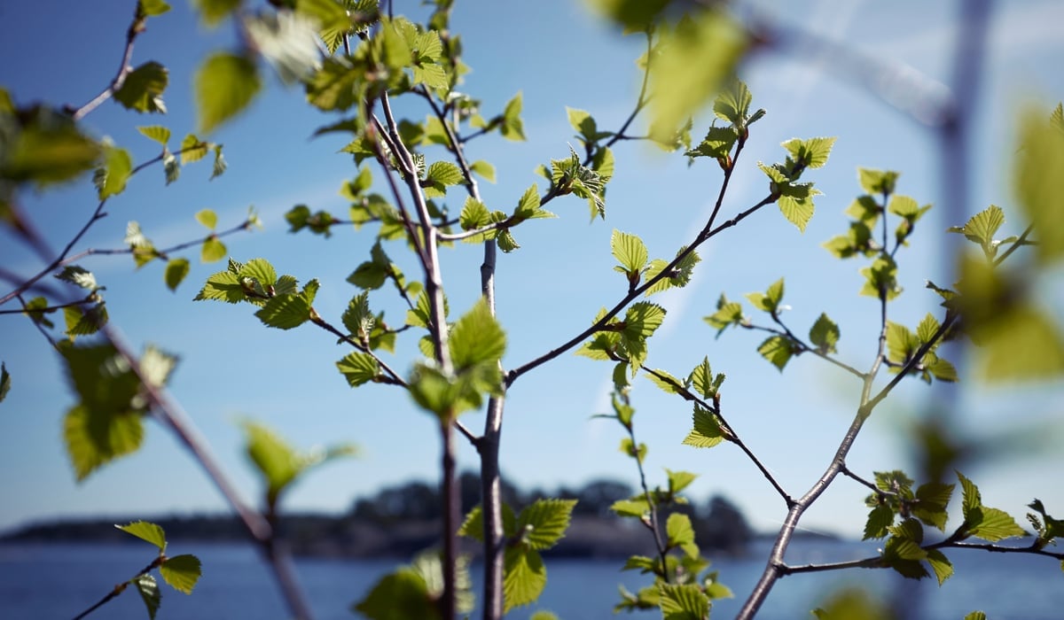 Gröna blad på en vårbjörk i Stockholms skärgård