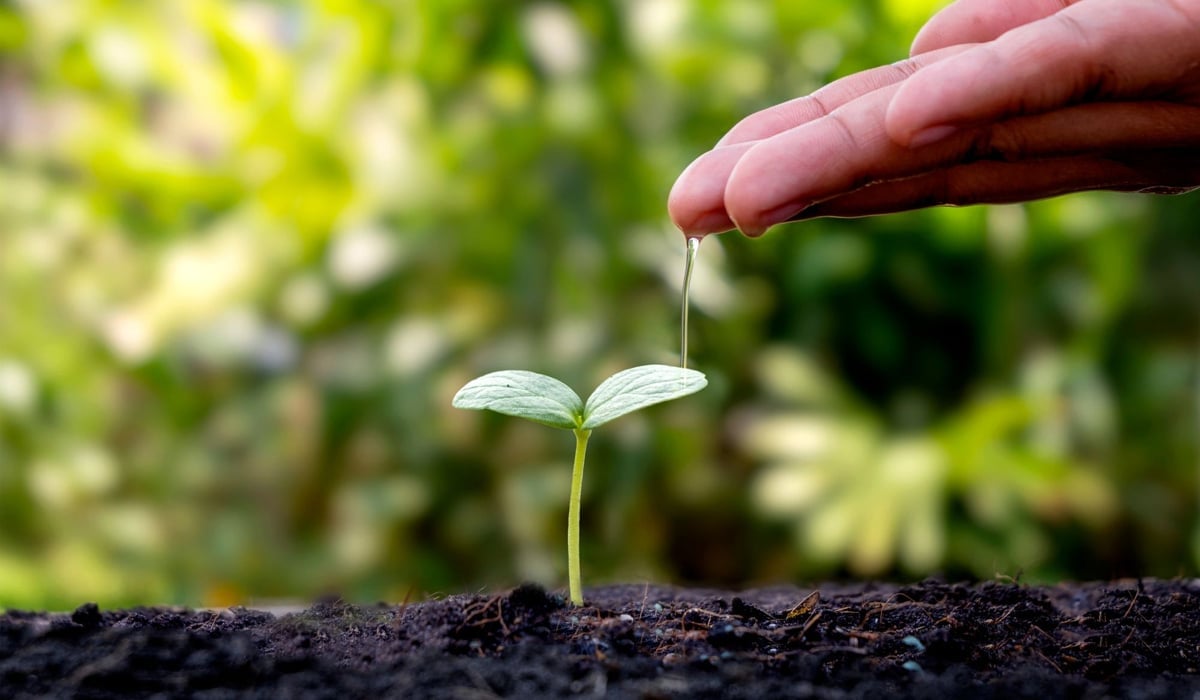 Växt ur jorden som får vatten av en person