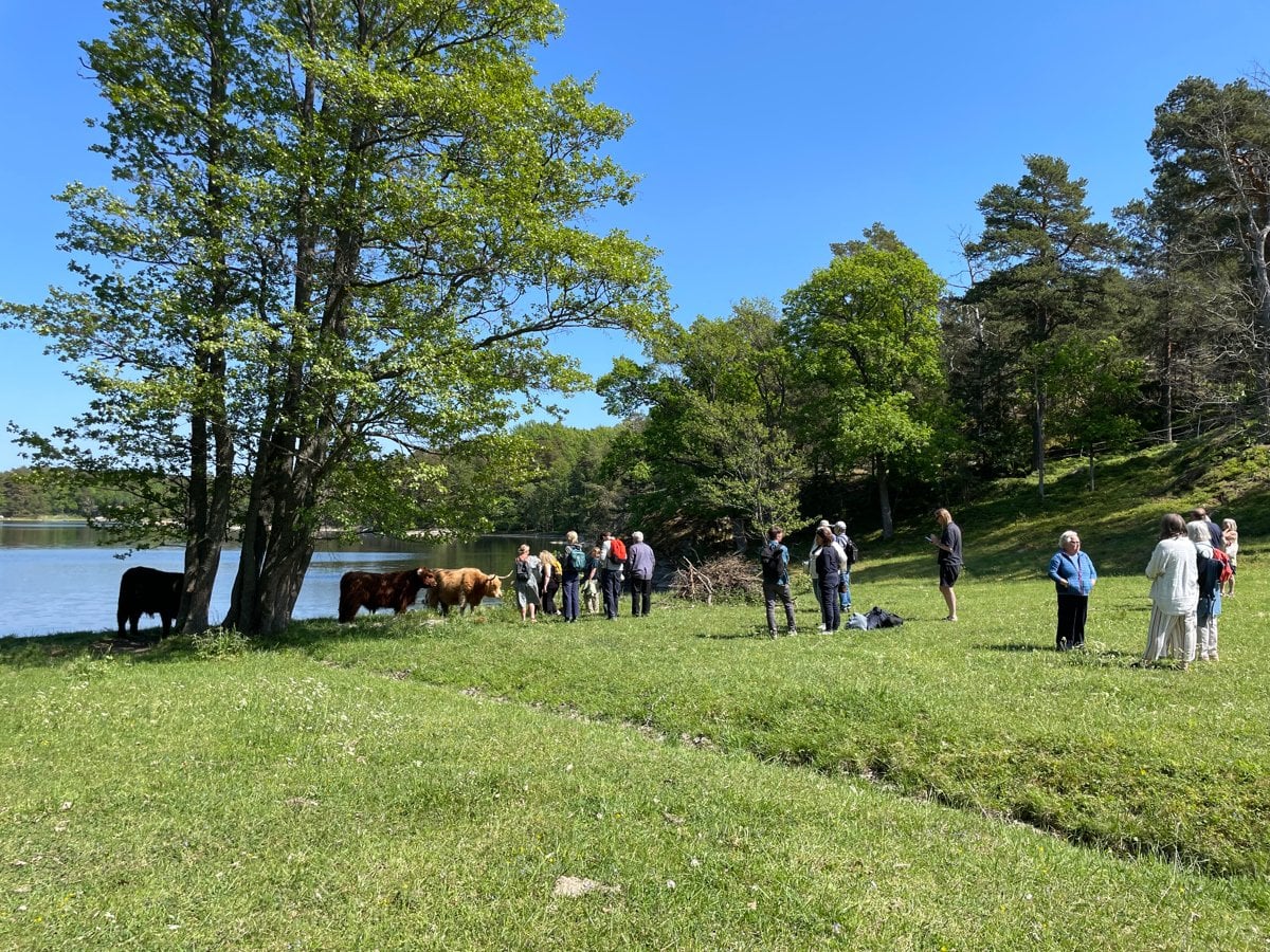 En grupp människor på en skärgårdsö. Nere vid vattnet syns kor som betar. 