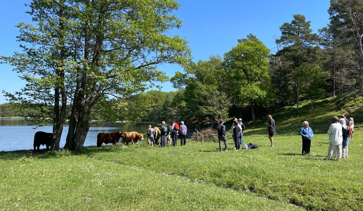 En grupp människor på en skärgårdsö. Nere vid vattnet syns kor som betar. 