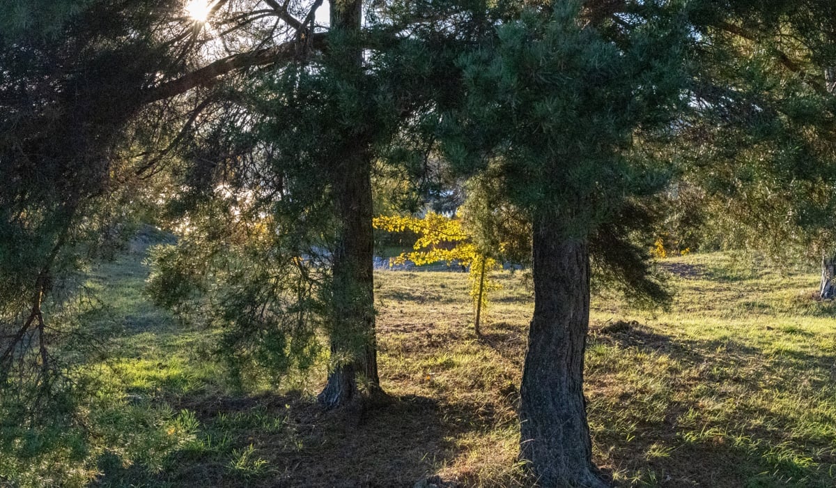Bild på träd i barrskog, solen lyser  igenom grenverket.