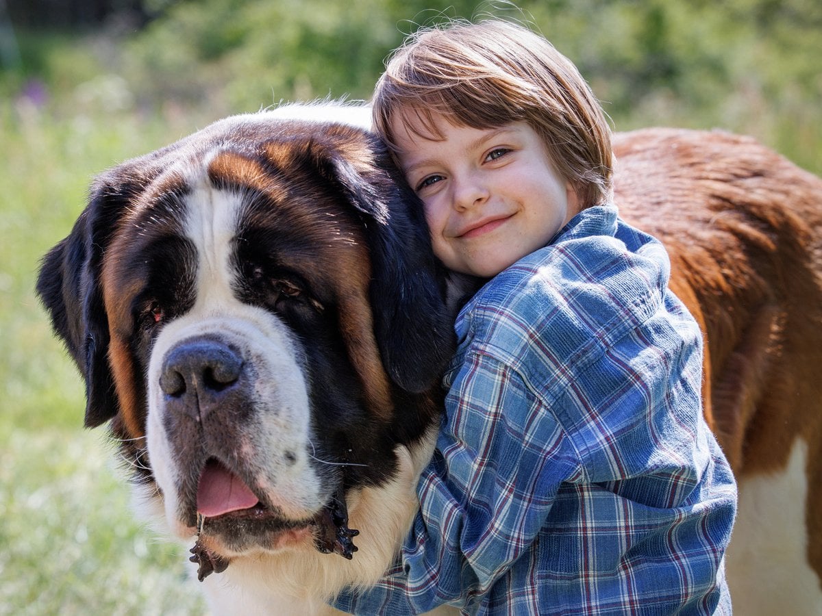 En flicka kramar om en stor sankt bernhardshund