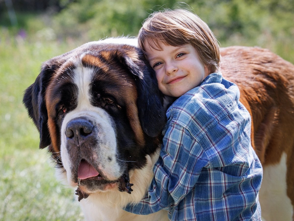 En flicka kramar om en stor sankt bernhardshund