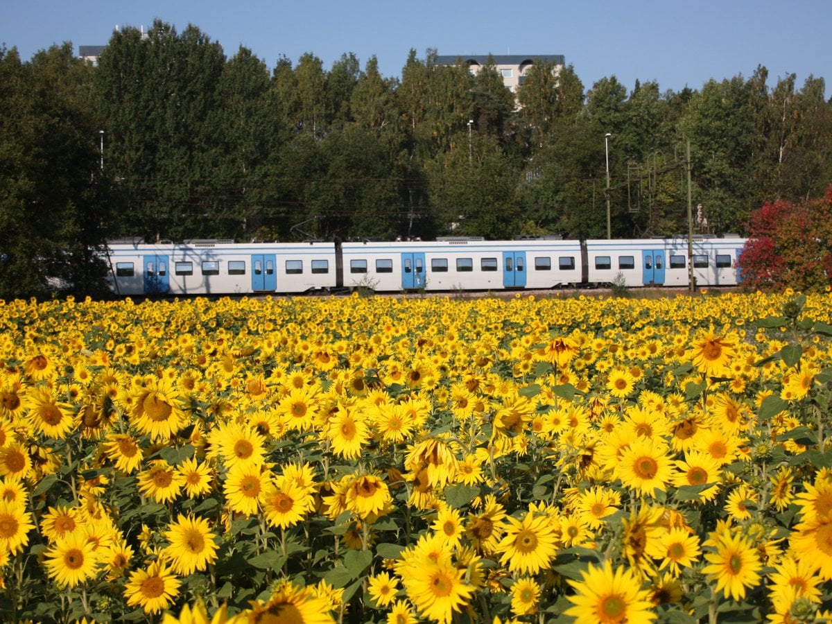 Pendeltåg som åker förbi ett solrosfält.