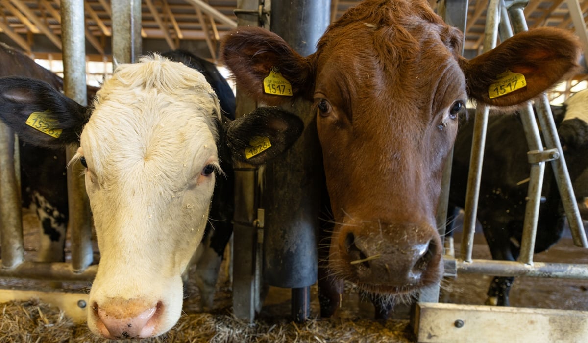 Två kossor tittar nyfiket fram inne i en ladugård