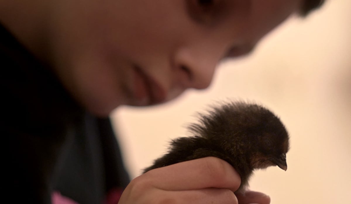 En person som håller en liten fågel i sin hand.