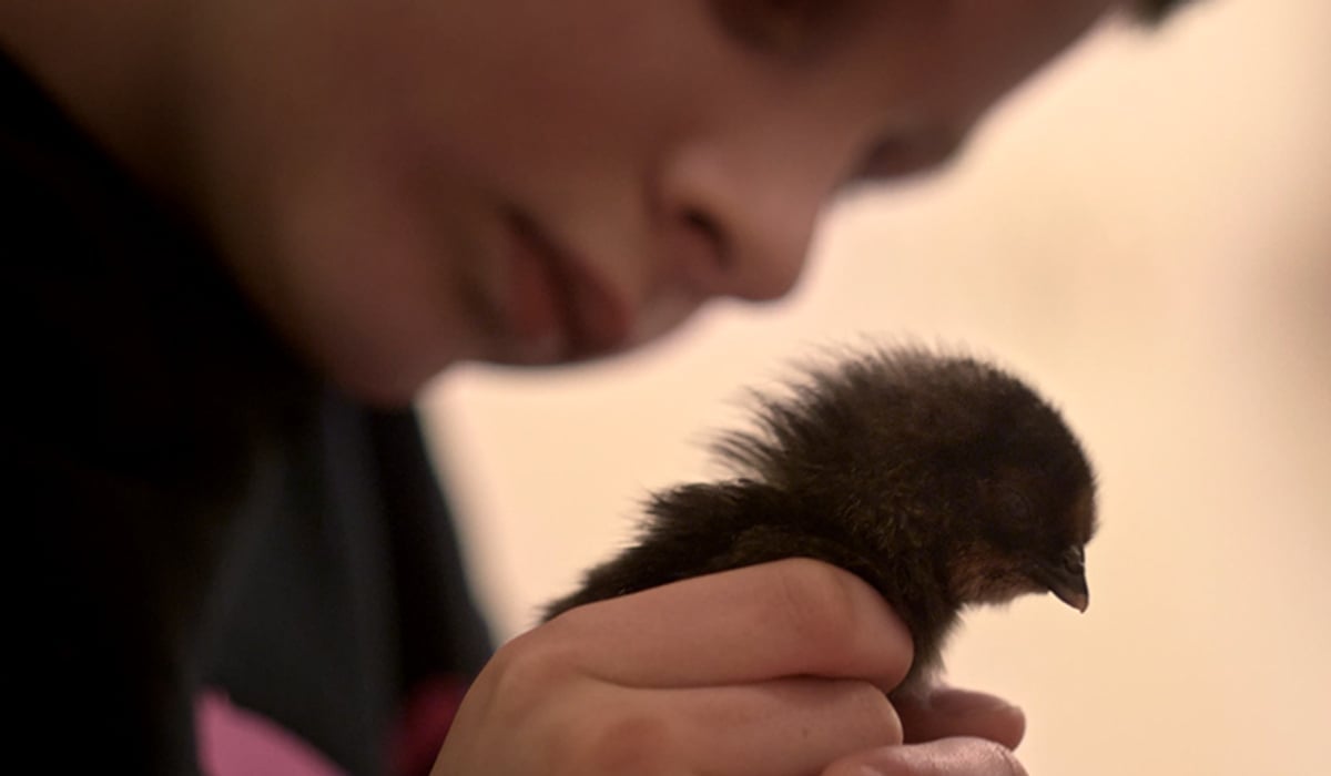 En person som håller en liten fågel i sin hand.