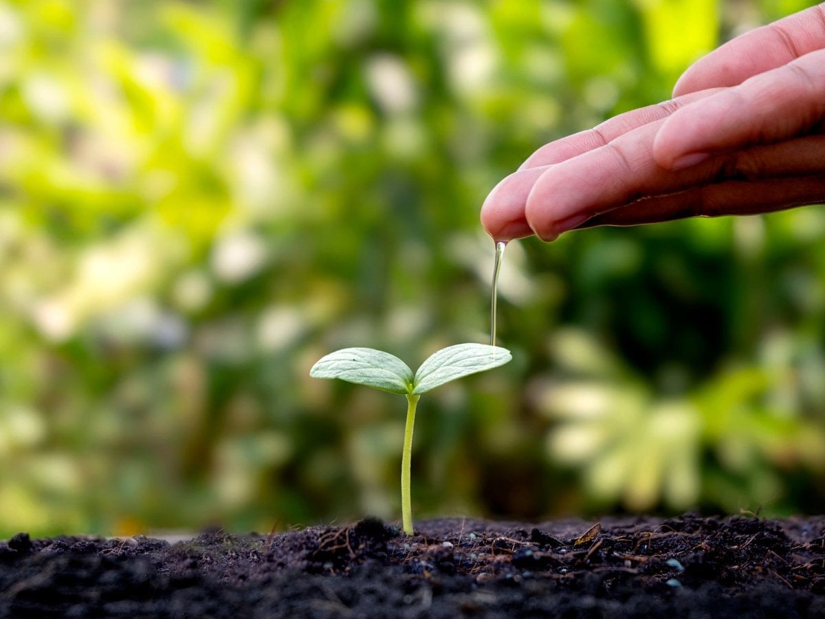 Växt ur jorden som får vatten av en person