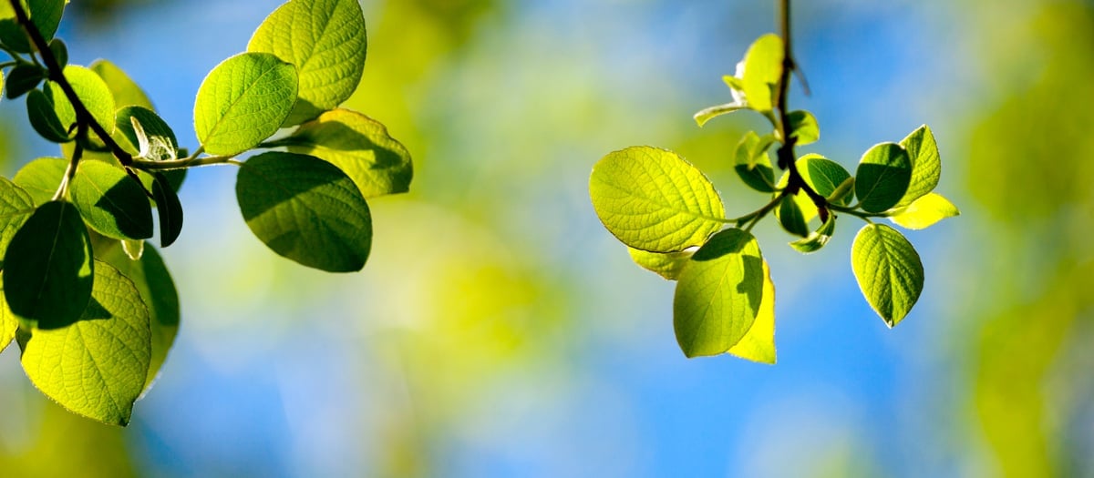 Gröna skira blad mot en blå himmel.