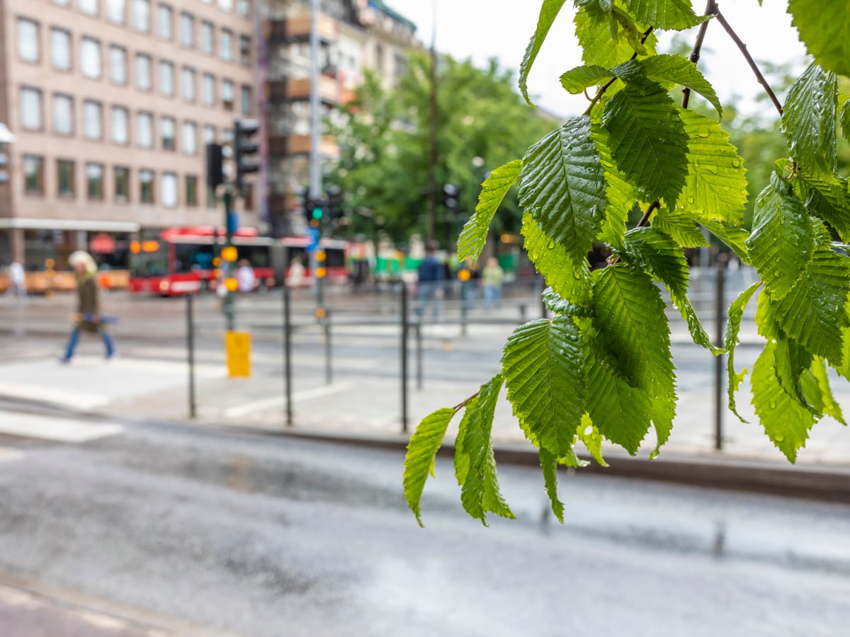 suddigt foto på gata med en buss och övergångsställe i bakgrunden. I förgrunden syns löv från ett träd i skarp skärpa.