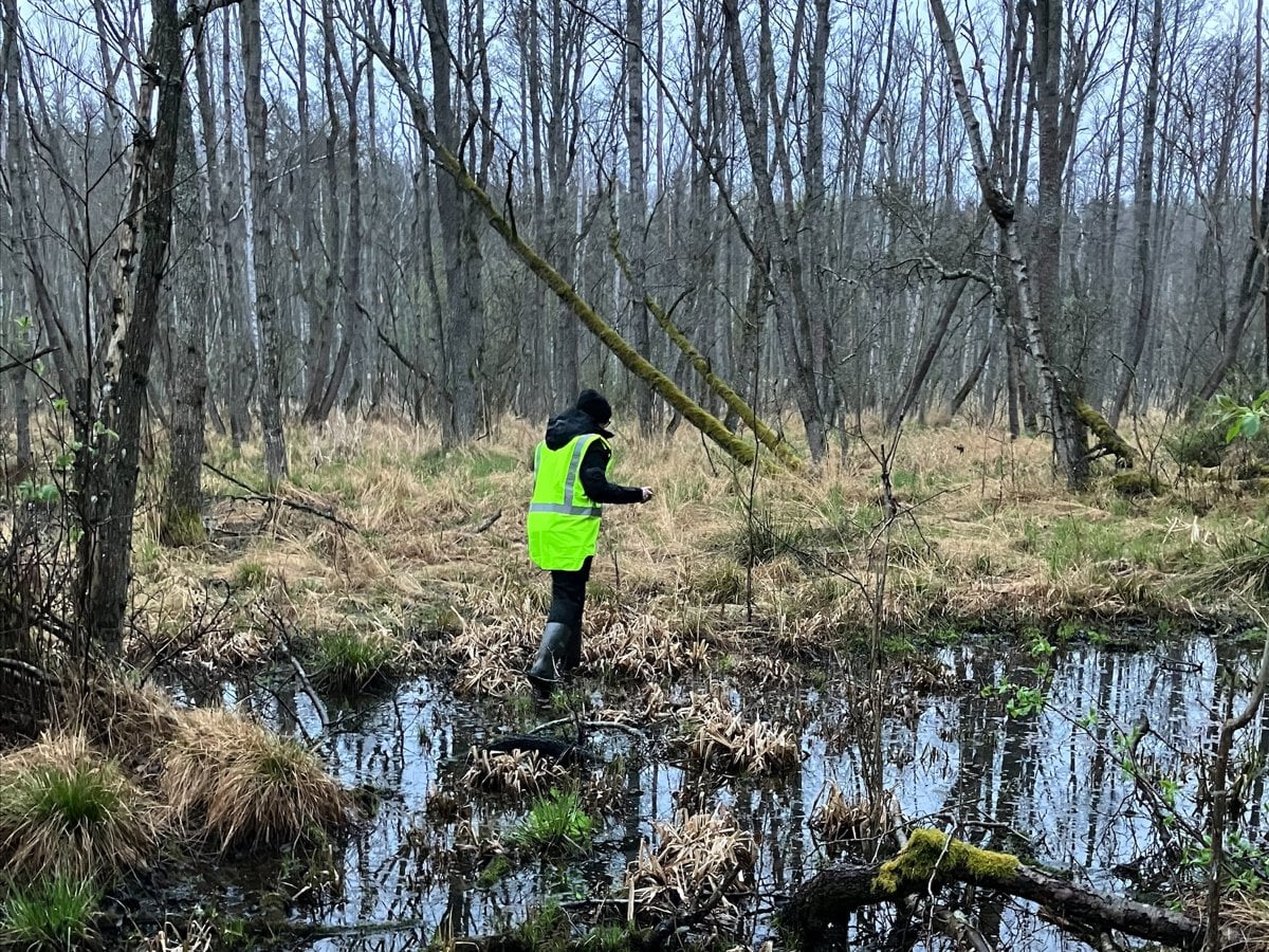 Person i kärr letar grodor