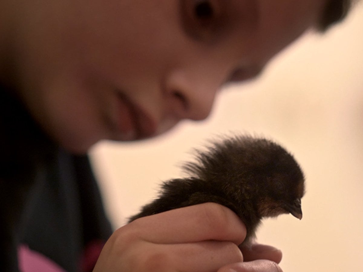 En person som håller en liten fågel i sin hand.