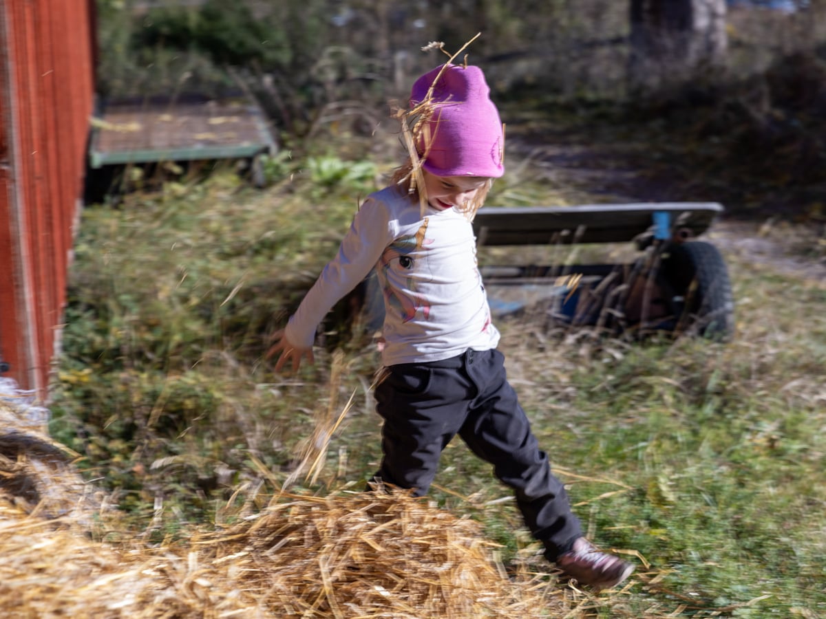 Ett barn leker i hö vid Bögs gård på Järvafältet.