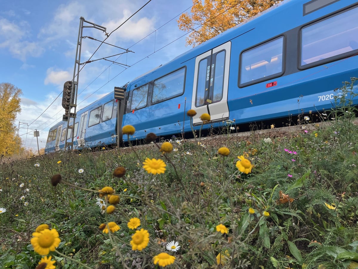 Blommorna vid Bergianska anlades i våras och de blommar i oktober. Foto SL