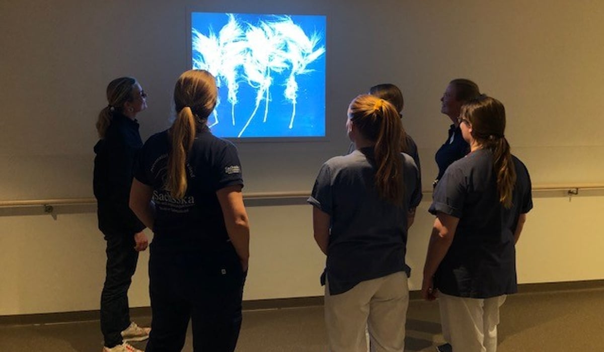 Visning för personal av Konstblick - en guide för att stimulera samtal.